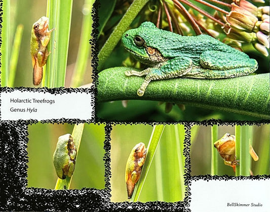 Hyla