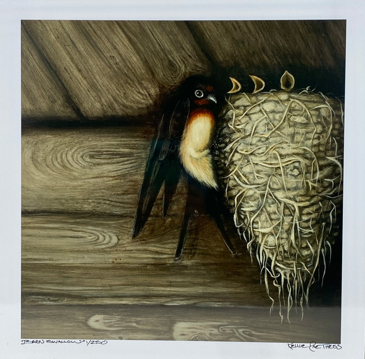 Barn Swallow with Nest Giclee