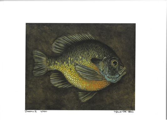 Bluegill II Giclee