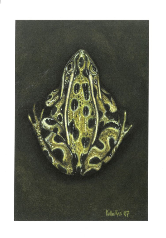 Northern Leopard Frog